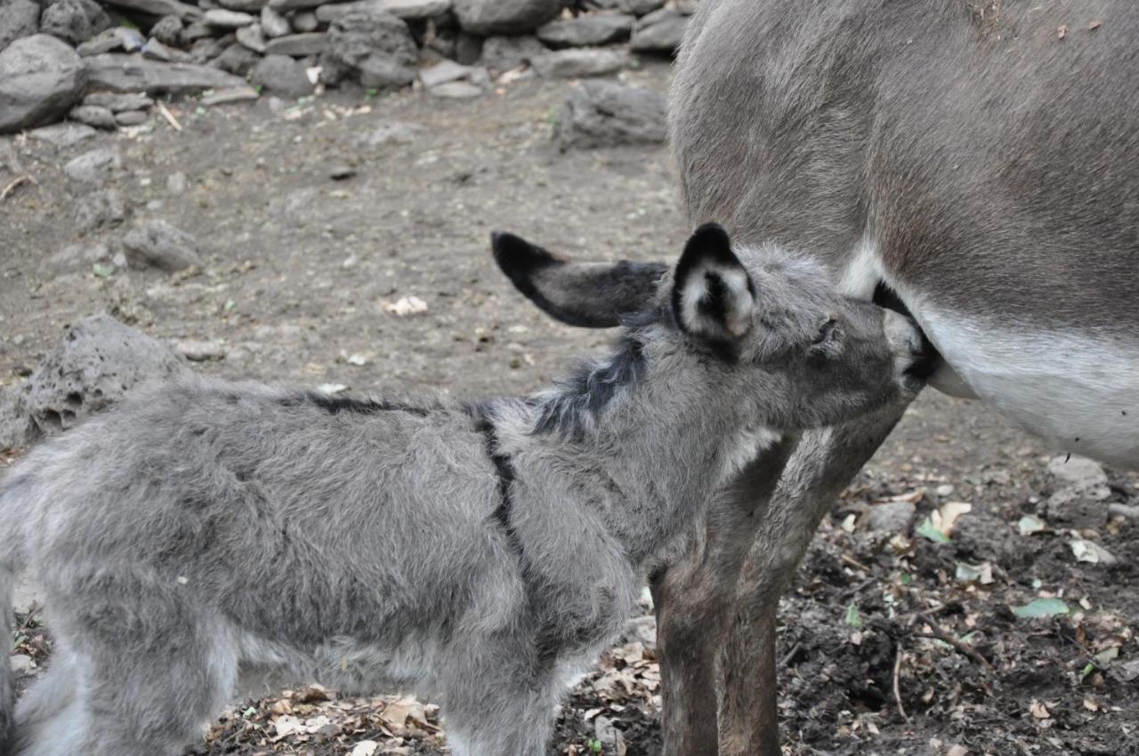 Mucumbli Villa Ponta Figo Dış mekan fotoğraf